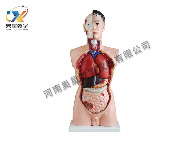 男性軀干模型